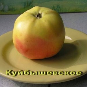 Яблоня Куйбышевское