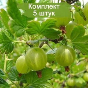 Комплект 5шт / Крыжовник Юбилейный