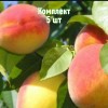 Комплект 5шт / Персик Советский: фото и описание