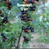 Комплект 5шт / Смородина золотистая Байкальская Синева: фото и описание