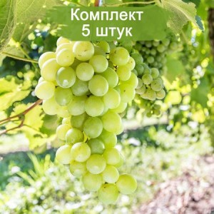 Комплект 5шт / Виноград Химрод - Кишмиш (Ранний/Белый)