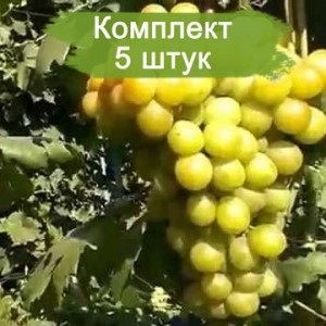 Комплект 5шт / Виноград Колобок (Ранний/Белый)