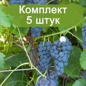 Комплект 5шт / Виноград Венера - Кишмиш (Ранний/Фиолетовый)