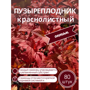 Пузыреплодник краснолистный /опт 80 шт саженцы