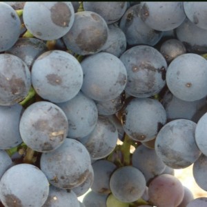 Виноград Джеват Кара